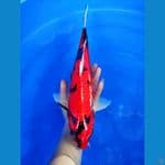 Hi-Showa 41cm Jantan