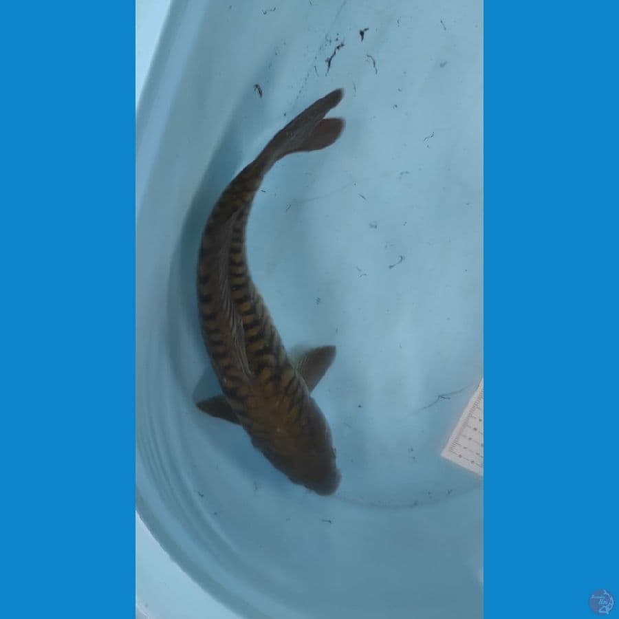 s8sik naga 40cm