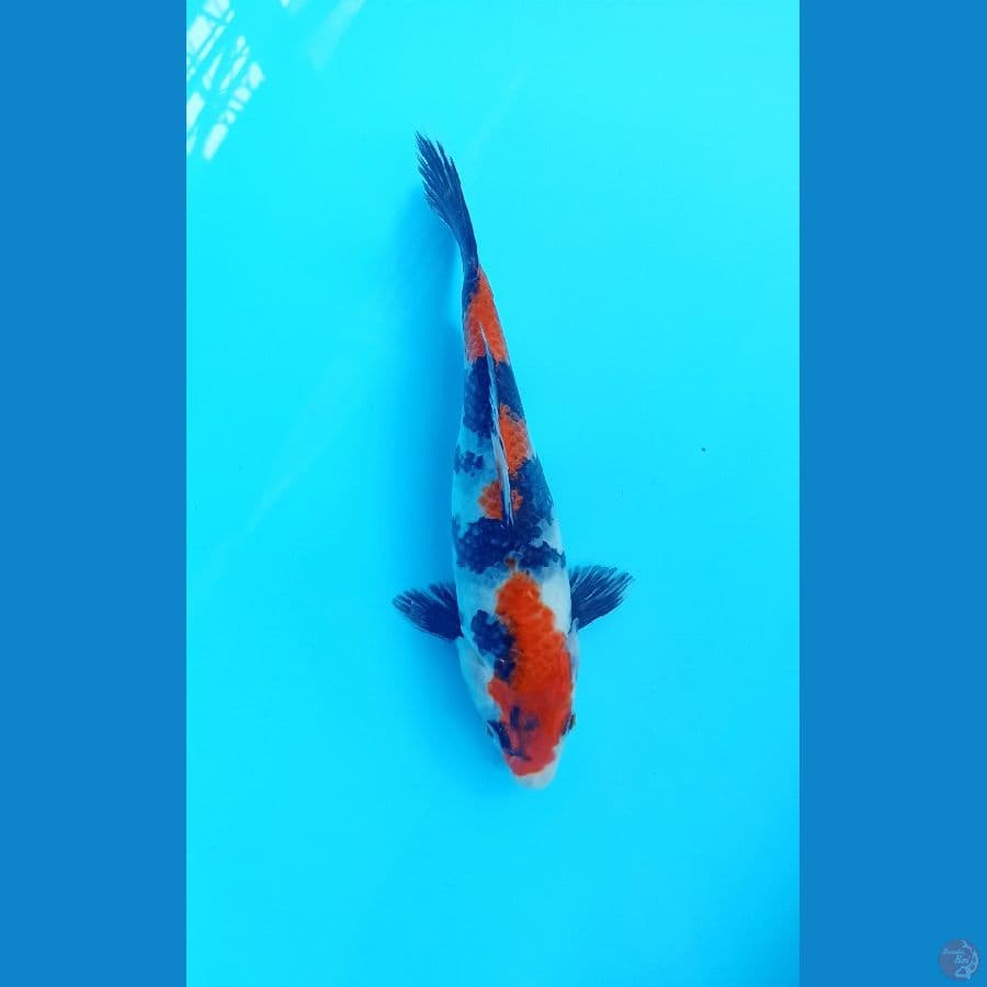 Showa 22cm