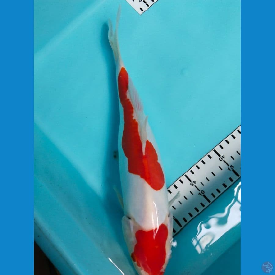 kohaku doit 31cm