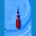 Kohaku 28BU