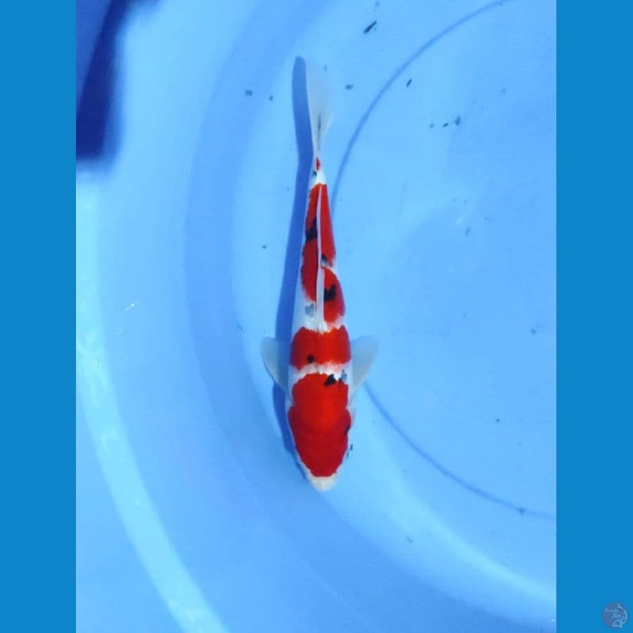 Sanke 27CM