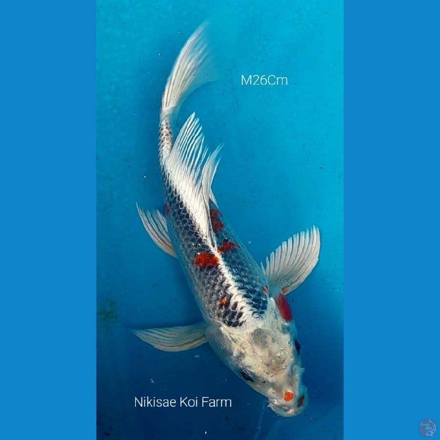 B'fly Kujaku M26Cm