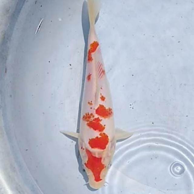 Kohaku