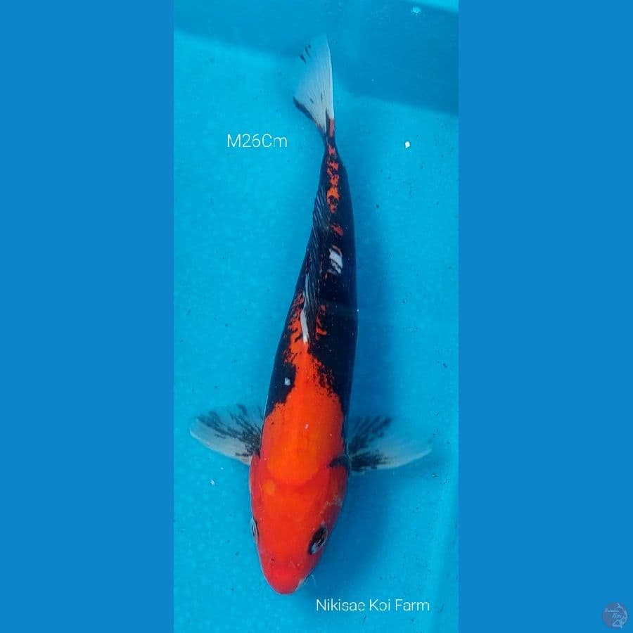 Beni Kumon M26Cm