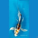 B'fly Kujaku F23Cm