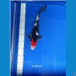 Showa M 35cm.