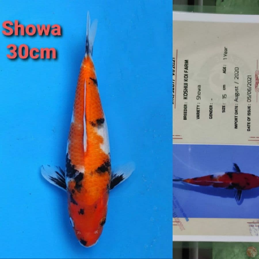 KOSHUI SHOWA 30CM SERTI