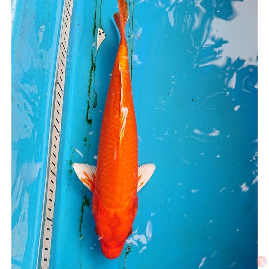 ORENJI 31 CM