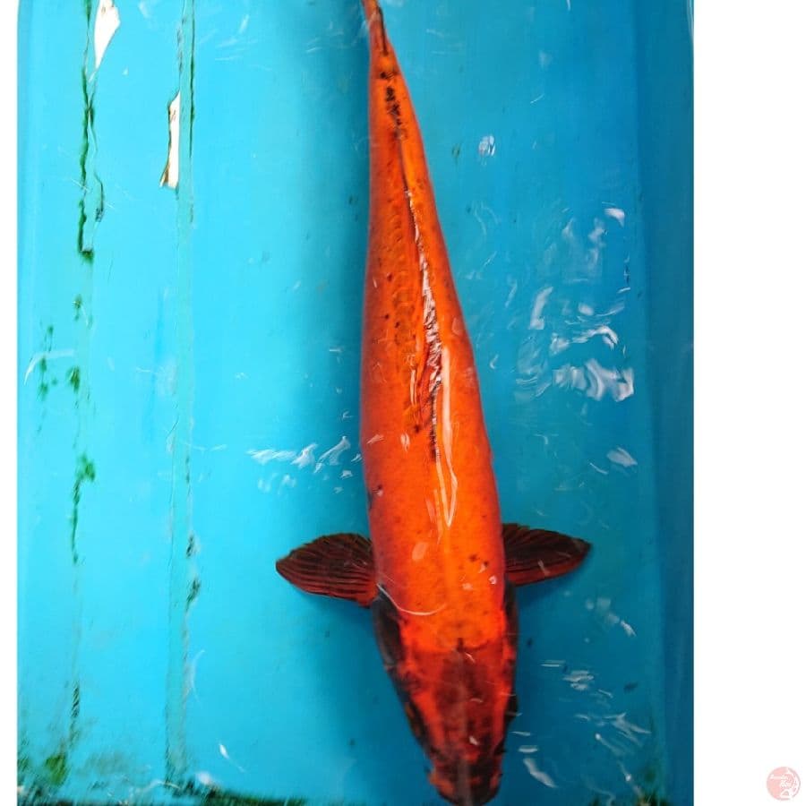 JUMBO ANTIK 40 CM
