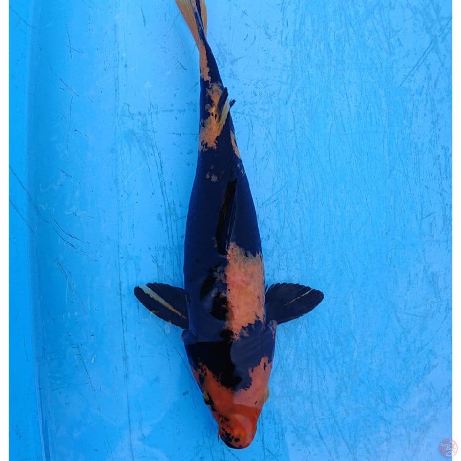 HI UTSURI 36 CM