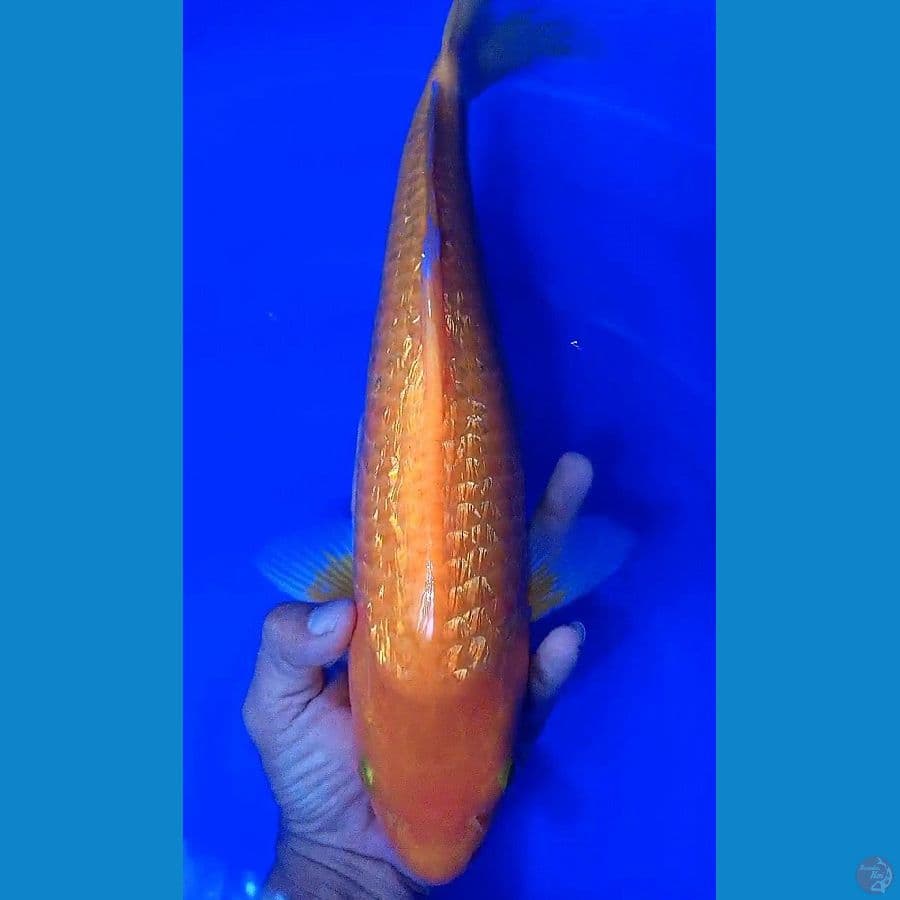 benikarashi ginrin motoaka 40cm
