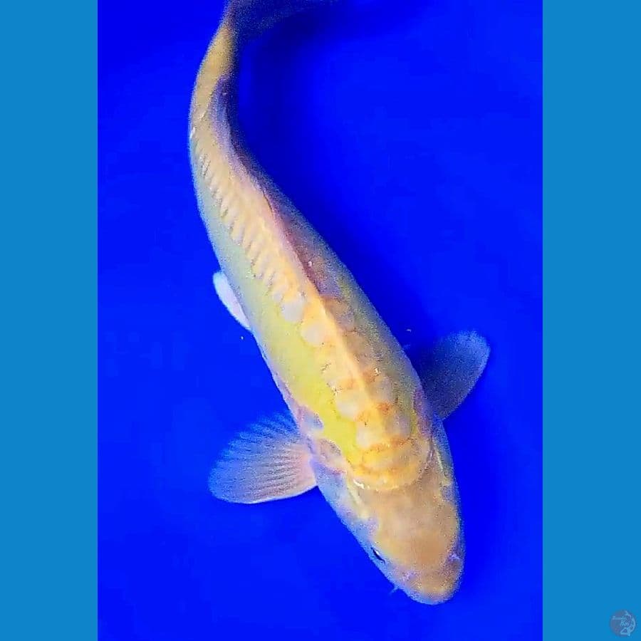 jumbo karasi doitsu M 42 cm