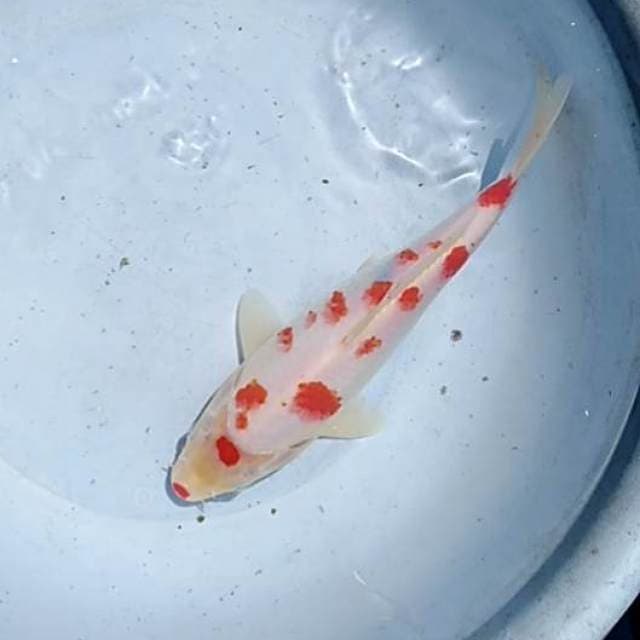 Kohaku