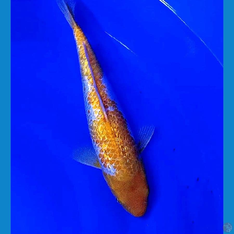 koyo ginrin 33 cm
