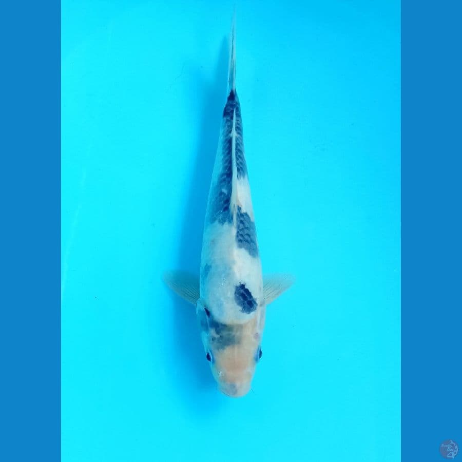 shiro 24cm