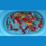 paket mix 30 ekor 