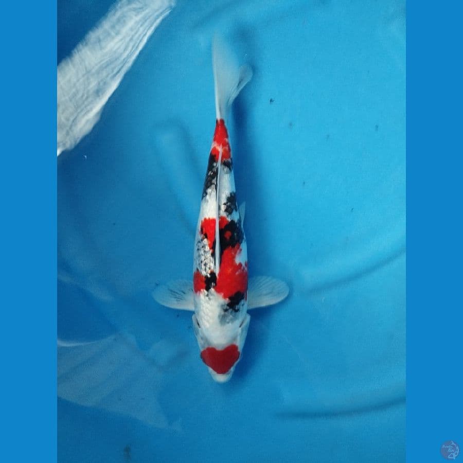 showa ginrin 35cm