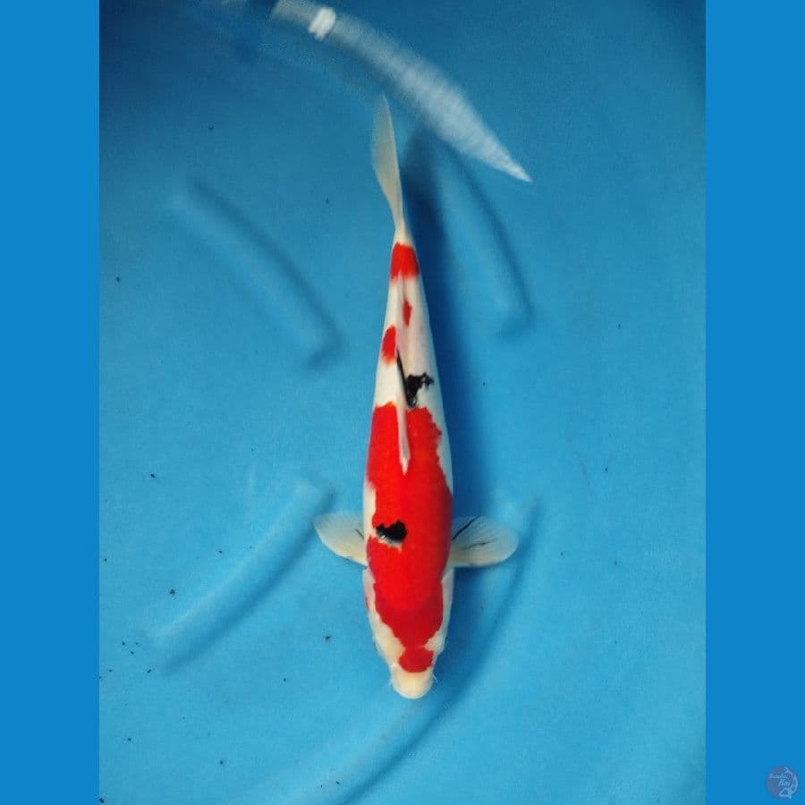 sanke 37cm hq