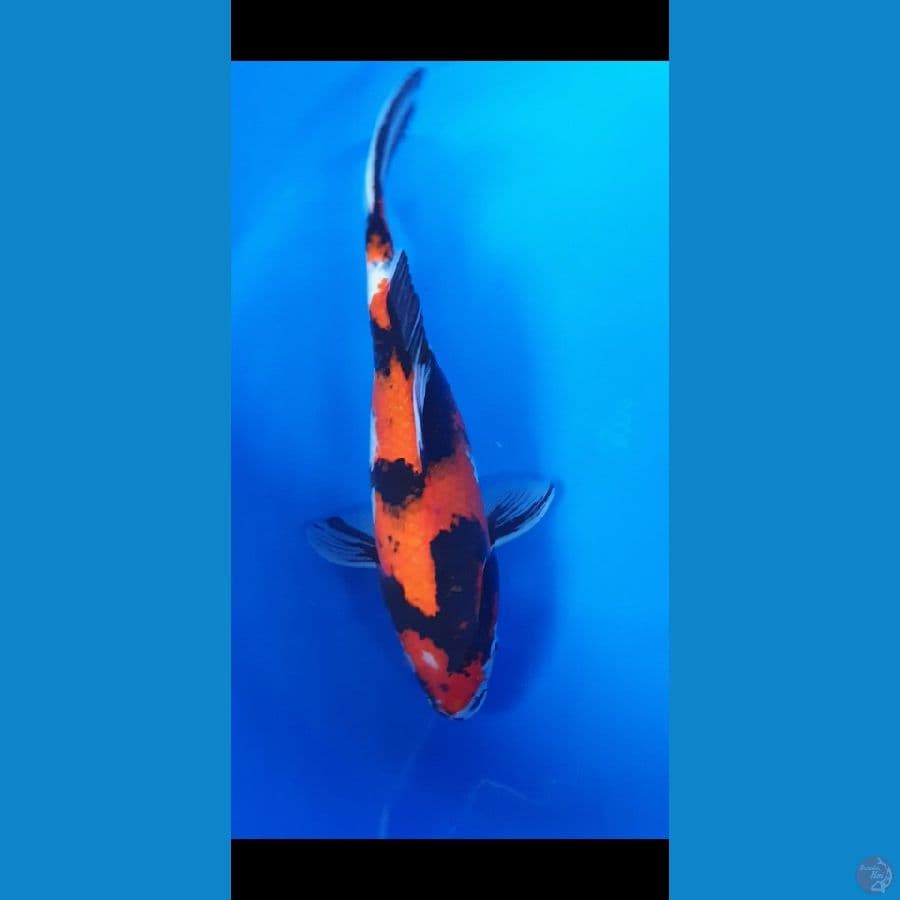 37cm ● SHOWA
