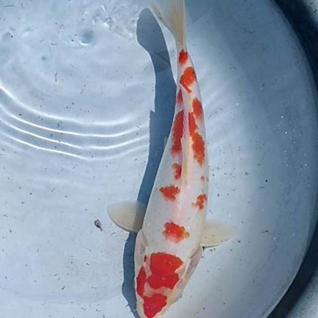 Kohaku 