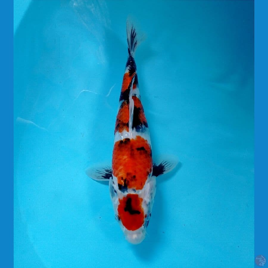 m. showa 28 cm