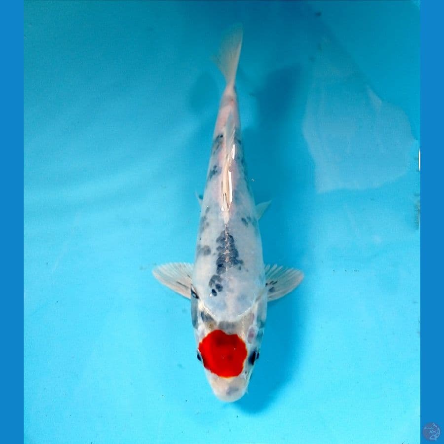 tc showa 26cm