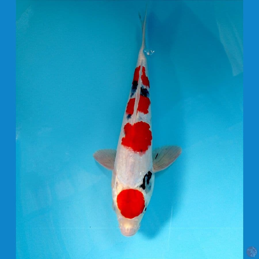 maruten sanke 33 cm 