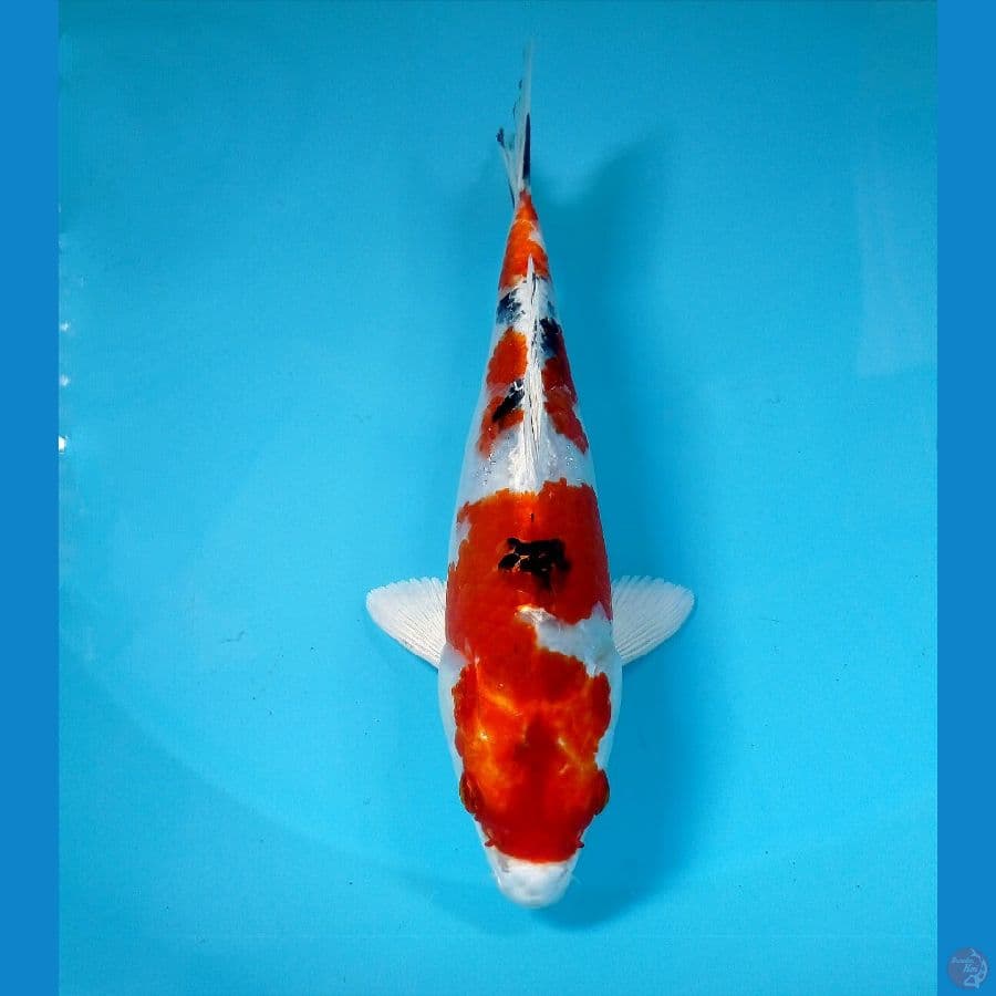 heisei nishiki 22 cm
