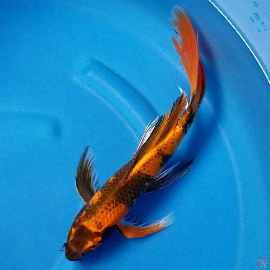 KIN UTSURI 40 CM