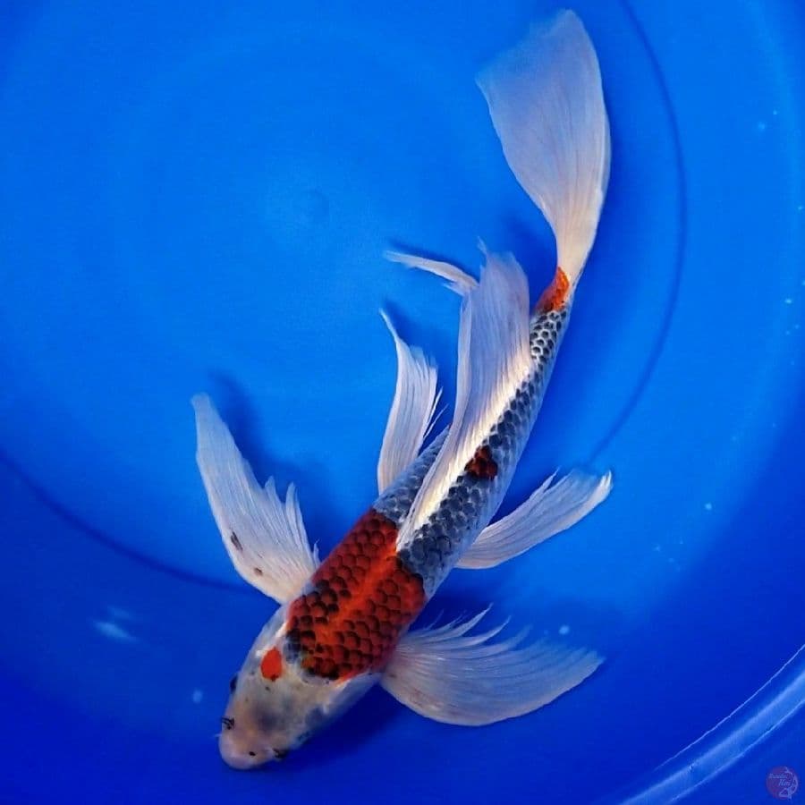 GOSHIKI 45 CM