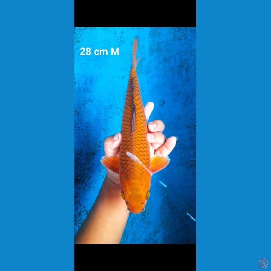 chagoi tembaga male