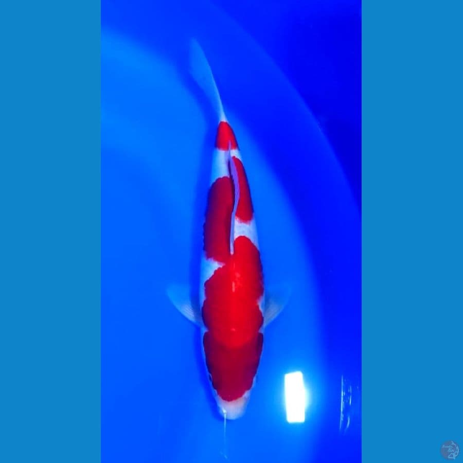 KOHAKU 30CM