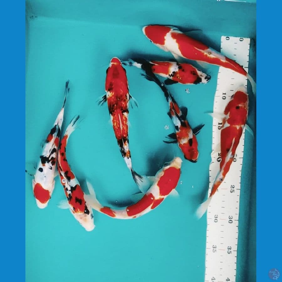 mix koi bahan keeping 19-22cm