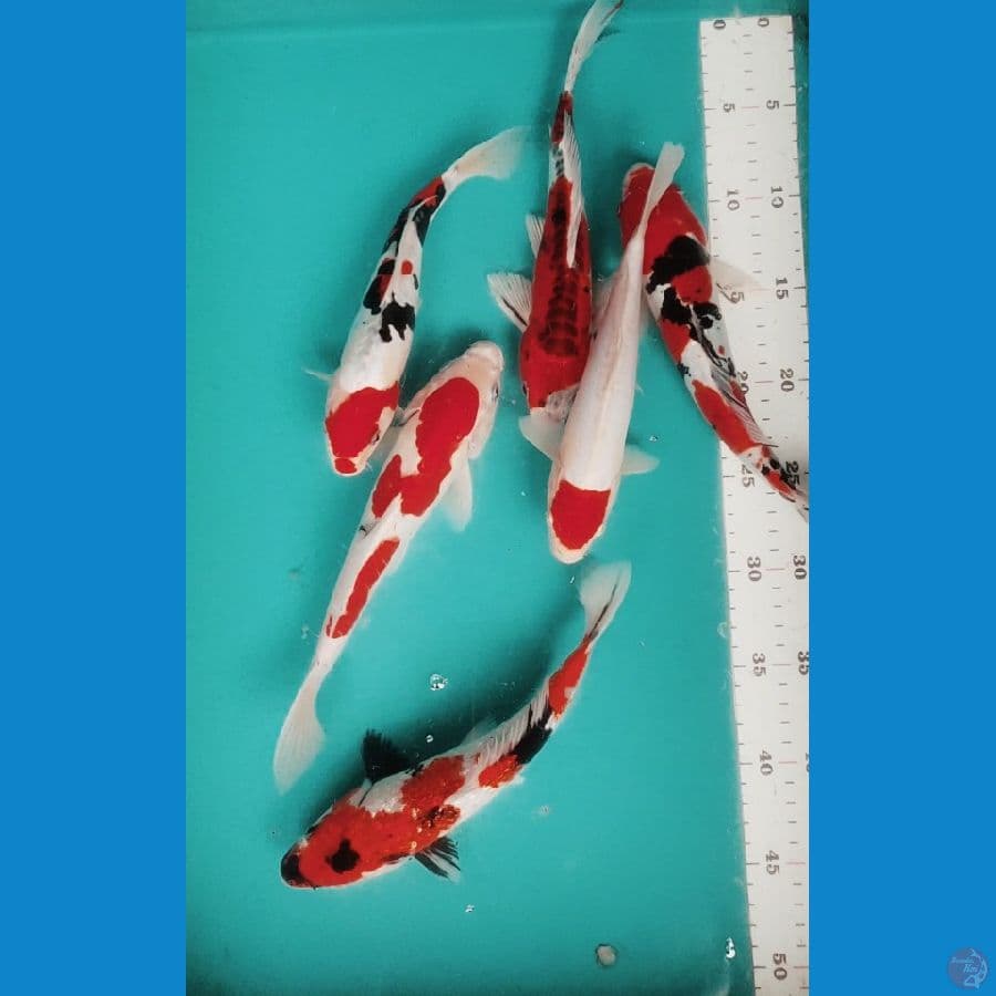 mix koi bahan 22-26cm