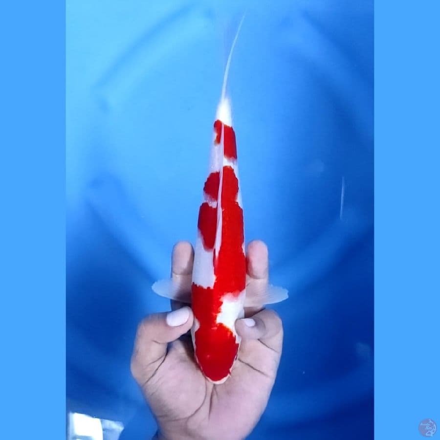 25CM # KOHAKU STRONG - M