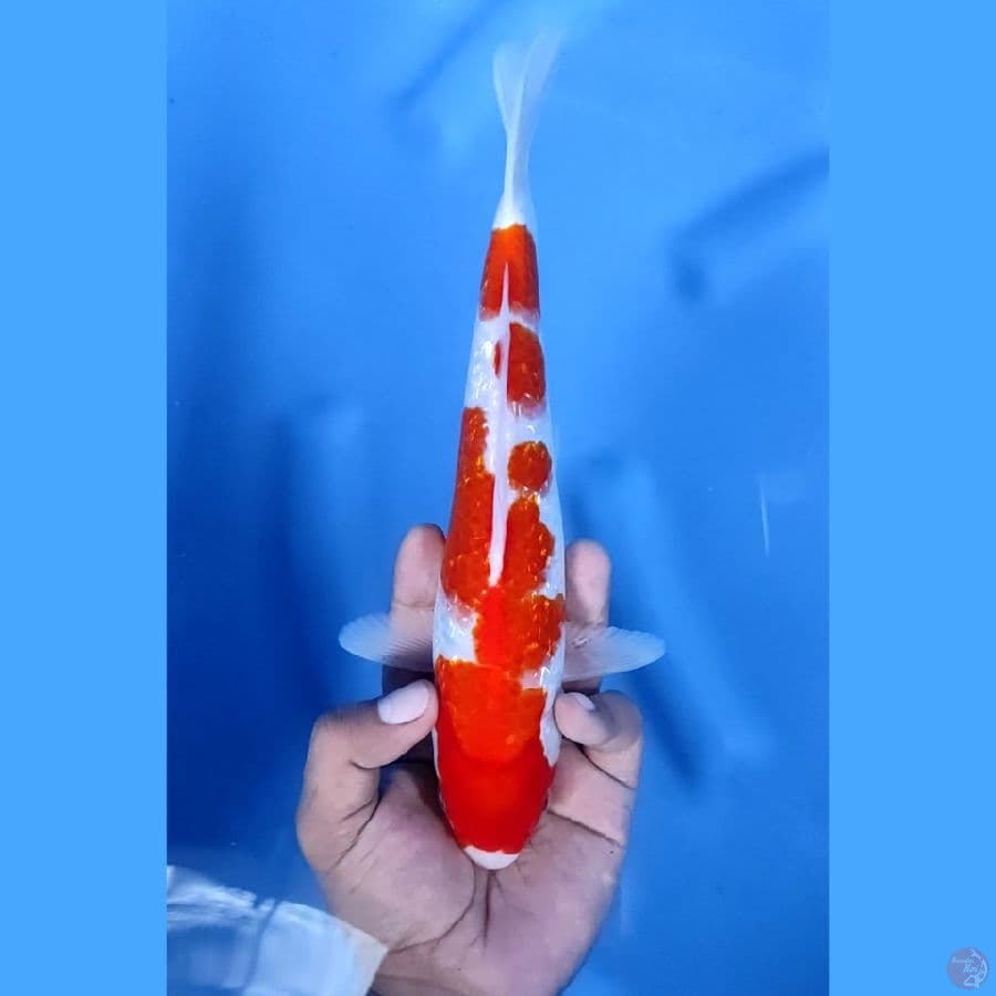 26CM # GIBRIN KOHAKU - M