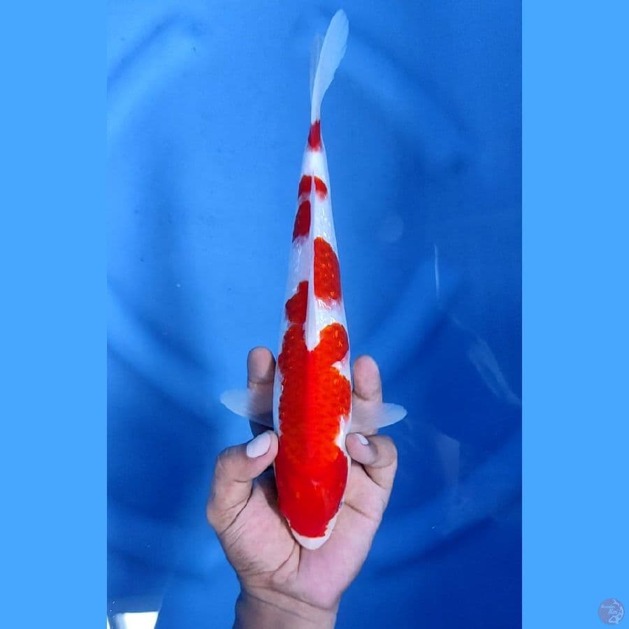 29CM # KOHAKU GINRIN HALUS - F