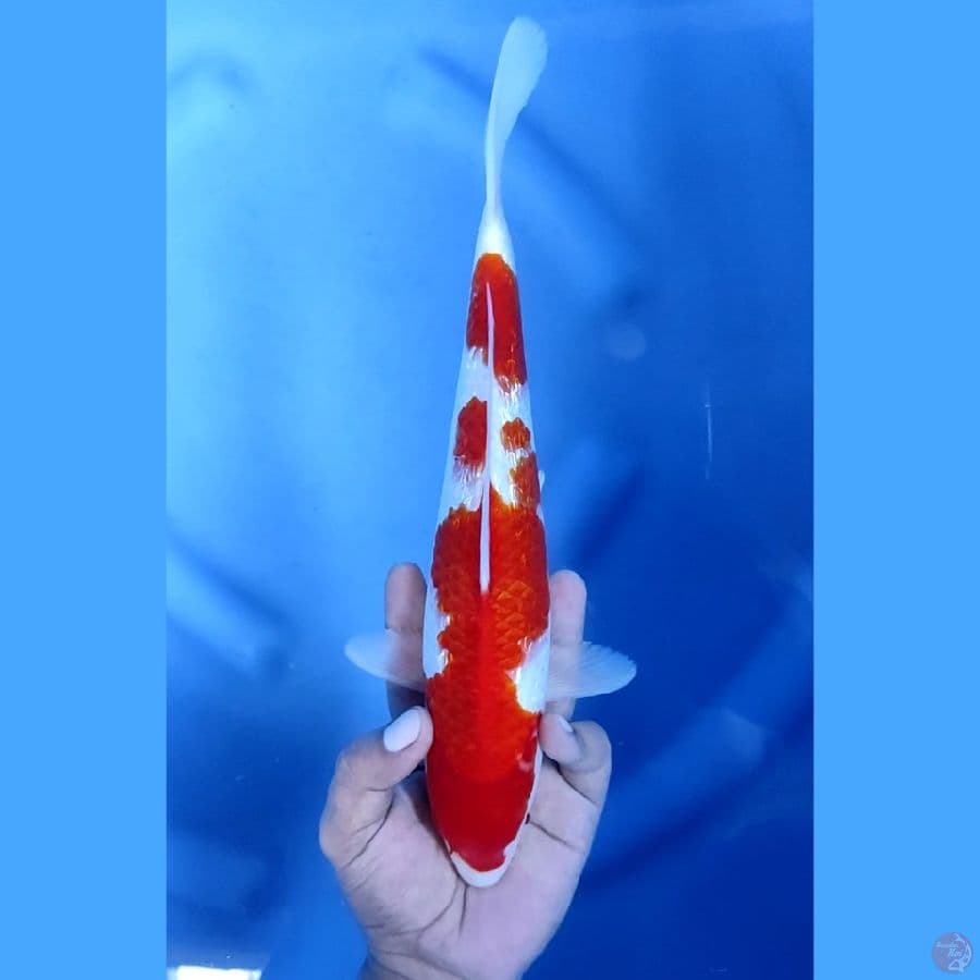 30CM # KINGINRIN - M