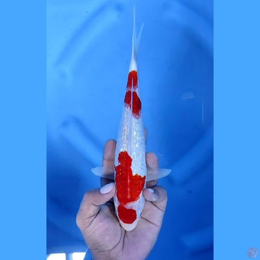 25CM # KINGINRIN KOHAKU - F