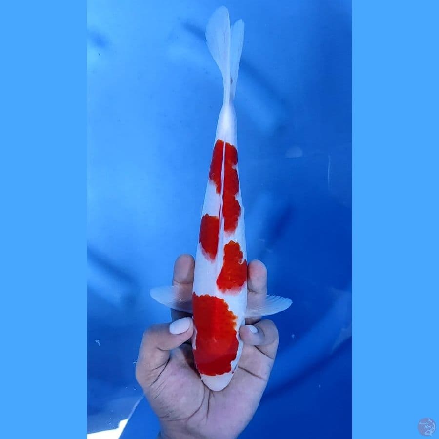 28CM # KOHAKU - M