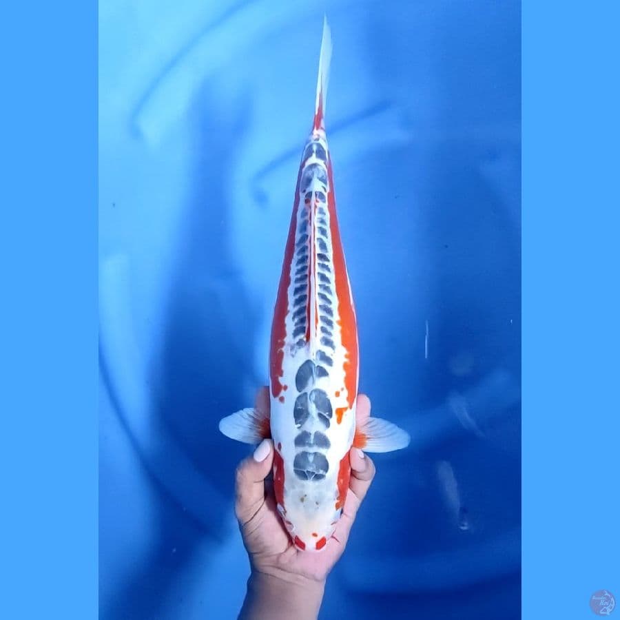 39CM # SUPER HANA SHUSUI - F