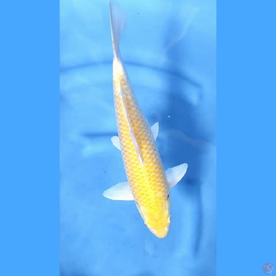 34CM # KARASHI MM - M