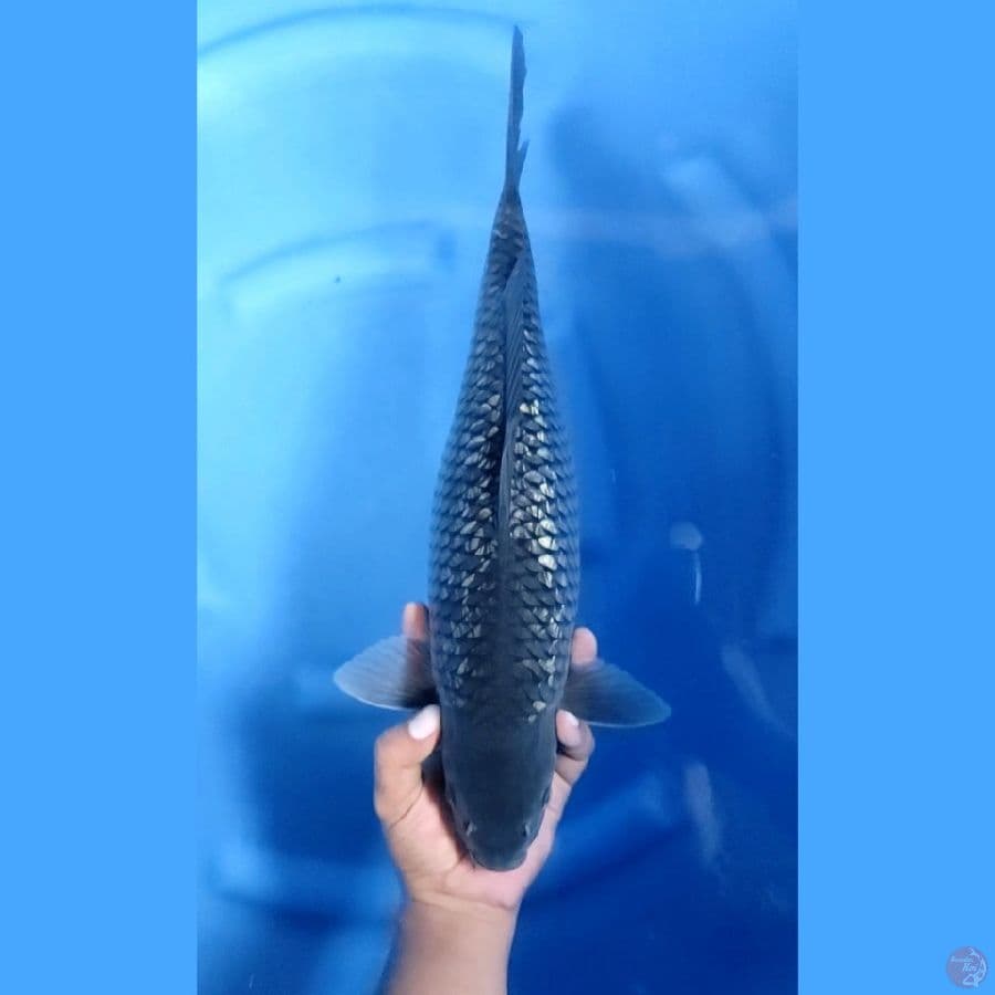 43CM # JUMBO BLACK DIAMOND - F