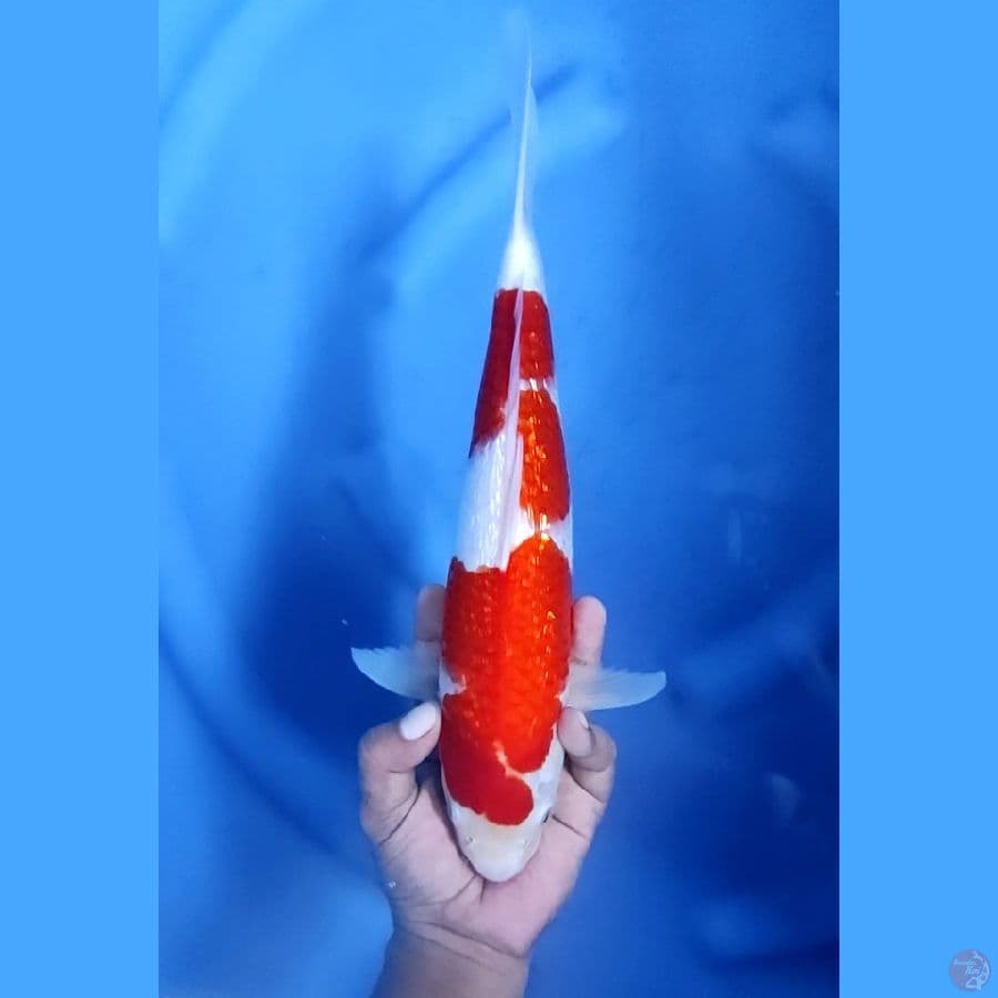 34CM # GINRIN GOOD LUCKING - F