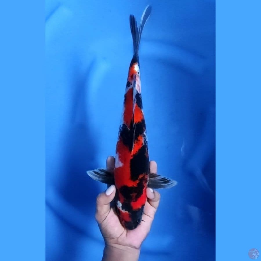 35CM # SHOWA ISTIMEWA - M