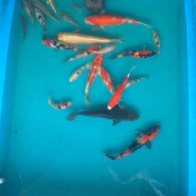 Mix koi spesial lebaran