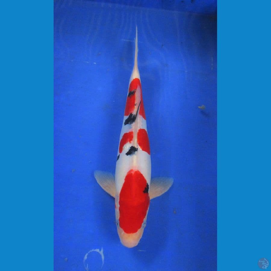 doitsu sanke ±32cm