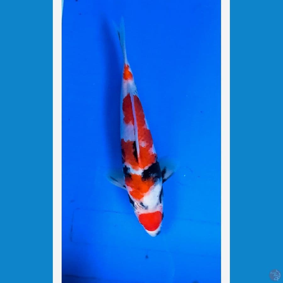 Maruten showa male 30cm