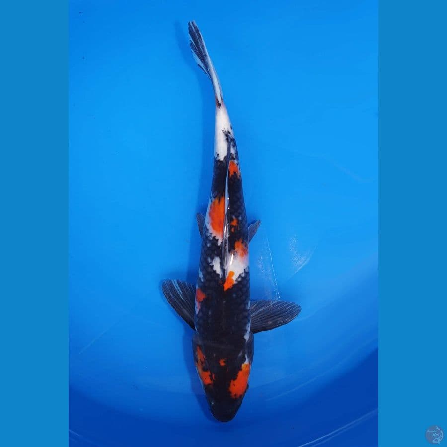 Showa 38cm (M)